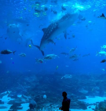 Aquarium life support